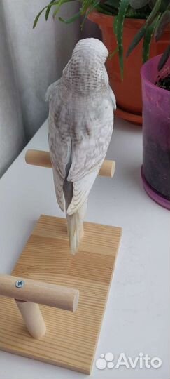 Выставочный волнистый попугай (ввп чех)