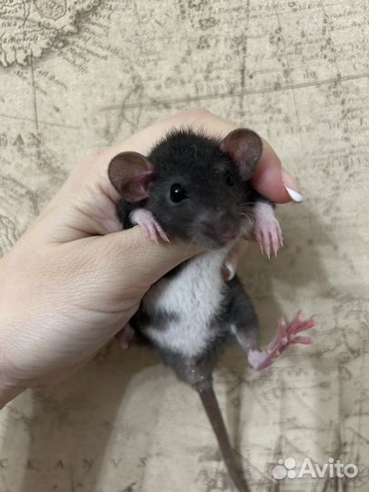 Ручные Крысята Дамбо.Доставка