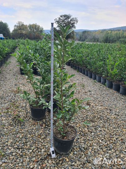 Лавровишня