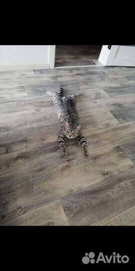 Вязка Шотландский кот