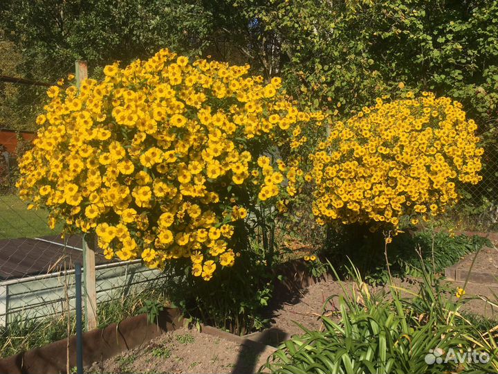 Гелениум куст целиком