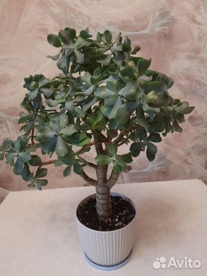 Толстянка кудрявая