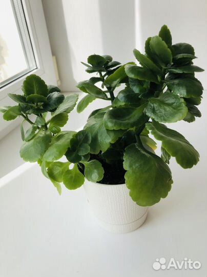 Каланхоэ Каландива