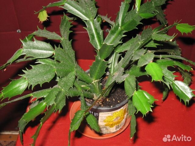 Декабрист(шлюмбергера)