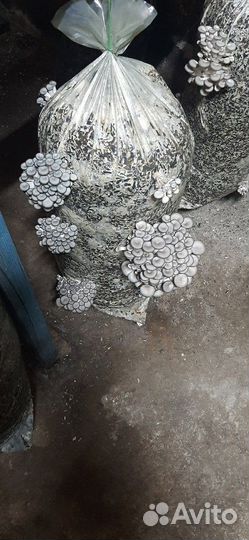 Блоки,мицелий