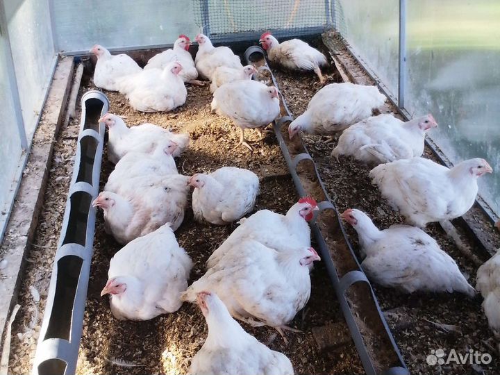 Продам мясом бройллеров