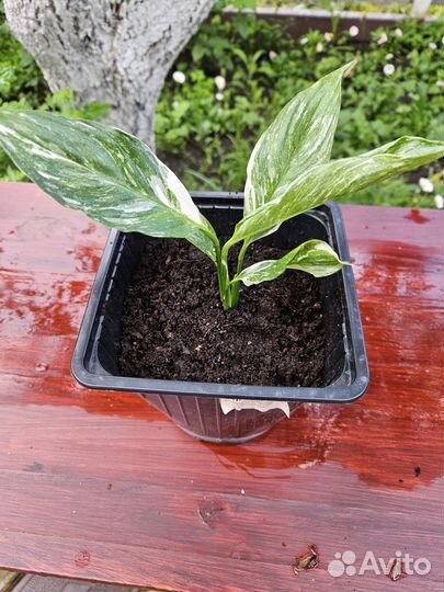 Спатифиллум