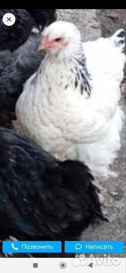 Куры молодки