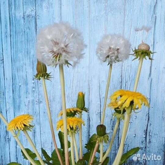 Одуванчики из холодного фарфора