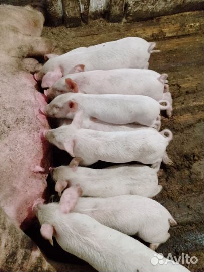 Поросята ландраст и дюрки