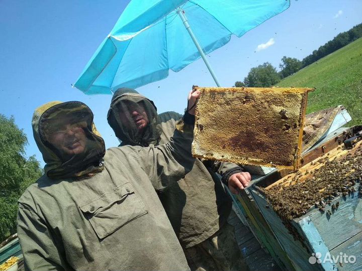 Свежий Мёд 2023 года с личной пасеки Курган и обл