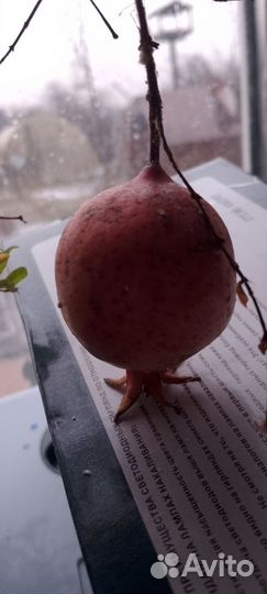 Гранатовое дерево