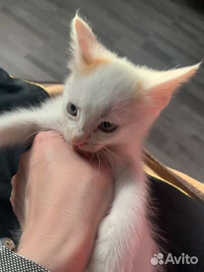 Кошка в дар бесплатно