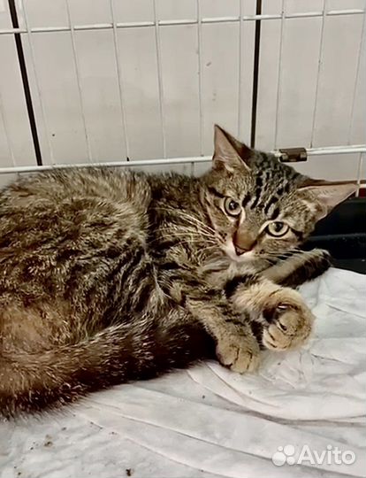 Особенный котёнок девочка в добрые руки