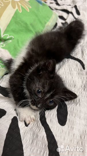 Кошка в дар