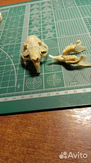 Черепа морских свинок