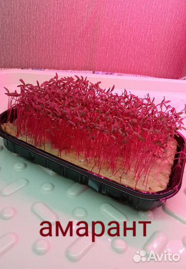 Микрозелень