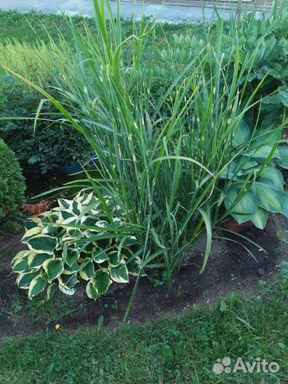 Мискантус зебрина