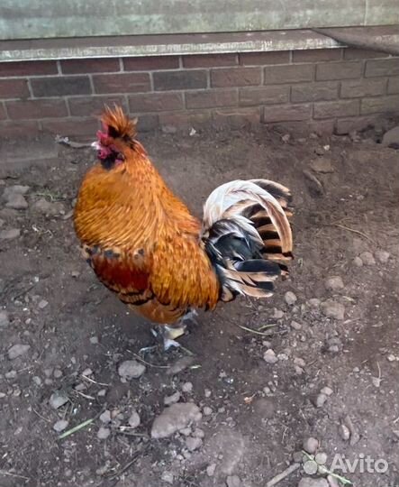 Петух Павловский золотой