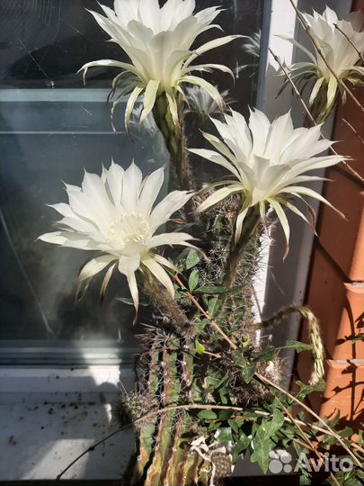 Юкка комнатная пальма, эсхинантус кактус