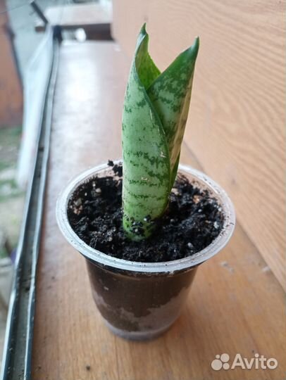 Сансевиерия Ханни грин