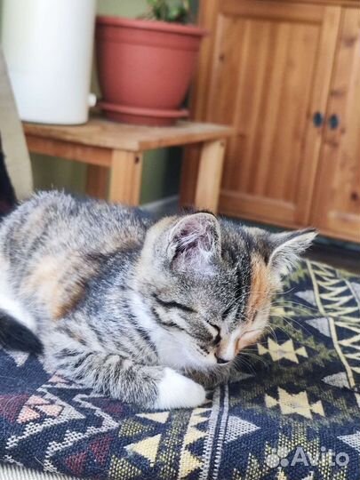 Отдам котенка в добрые руки