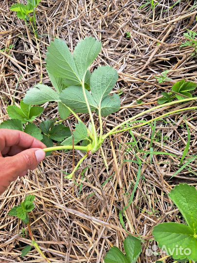 Рассада клубники усы Априка