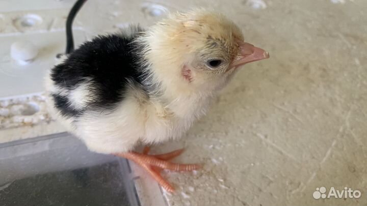 Цыплята на заказ