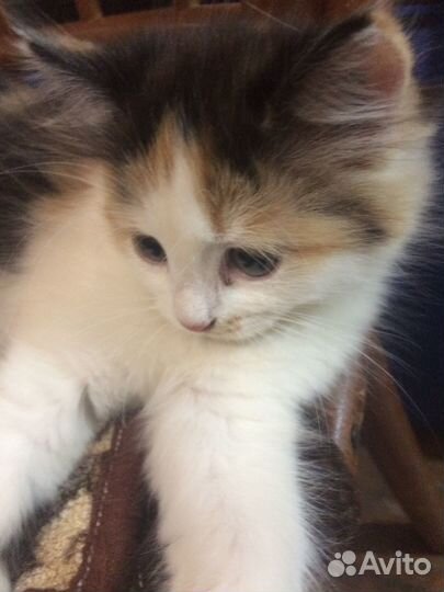 Кошки бесплатно