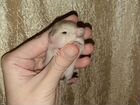 Крысята дамбо сиамские