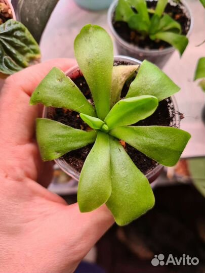 Хищные растения жирянки