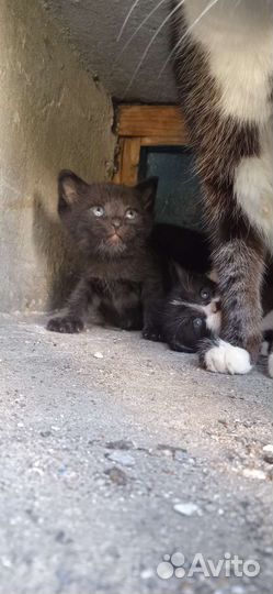 Котята в добрые руки бесплатно