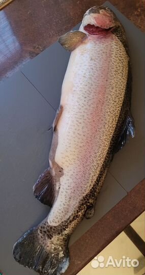 Форель свежемороженая. Свежая форель