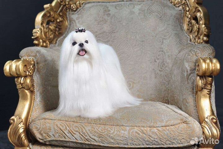 Мальтезе Чемпионы для вязки