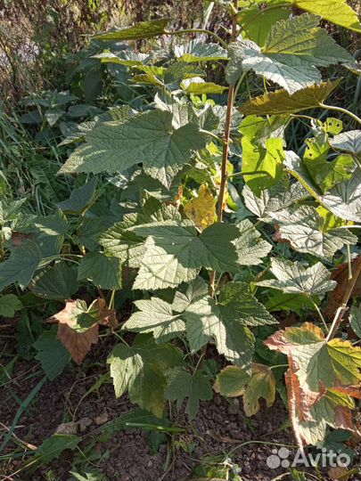 Саженцы смородины черной сорт Сахарная