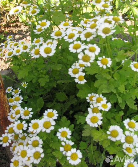 Ромашка девичья