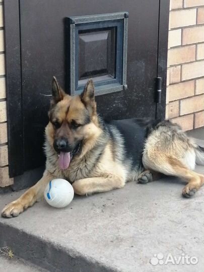 Немецкая овчарка вязка