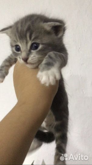 Кошка в дар бесплатно в хорошие руки