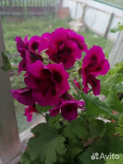 Герань, пеларгония королевская