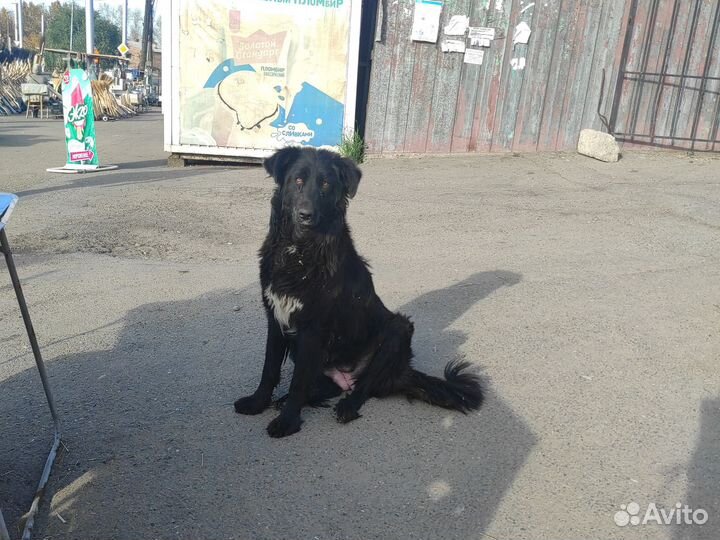 Собака в добрые руки щенок