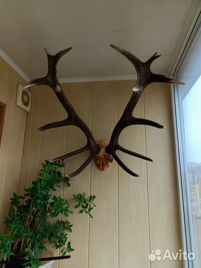 Рога оленя