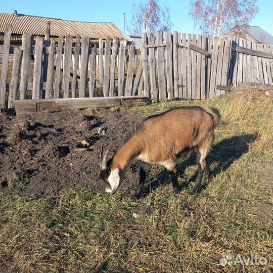 Нубийские козы