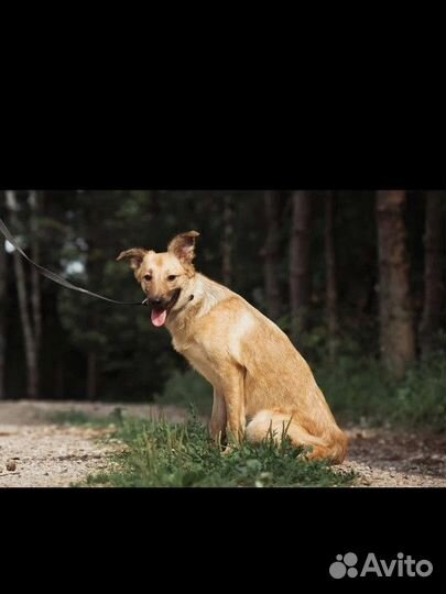 Милашка Фокси