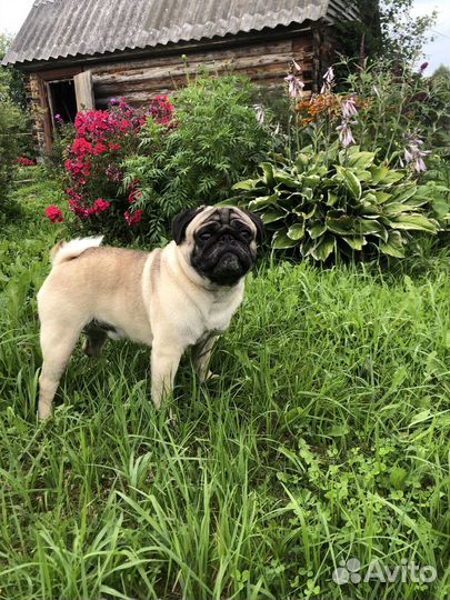 Мопс вязка мальчик