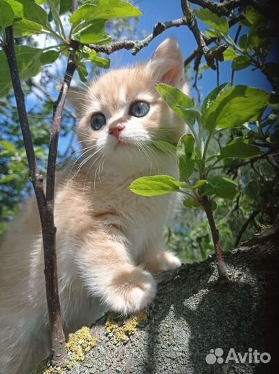 Британская серебристая шиншилла котята