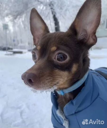 Той-терьер щенки