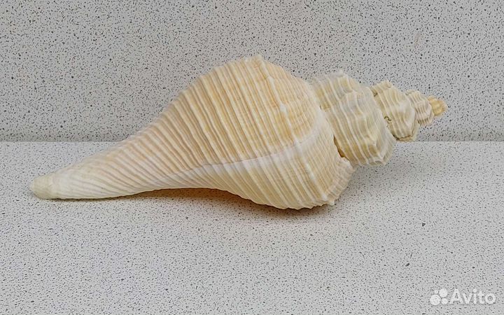 Кансла 13,7 морская ракушка раковина