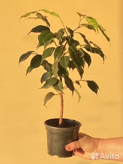 Фикус бенджамина