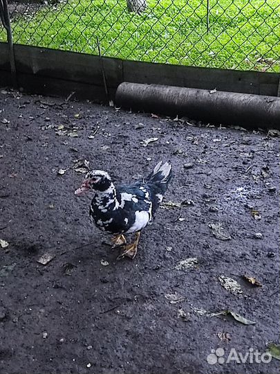 Утки мускусные