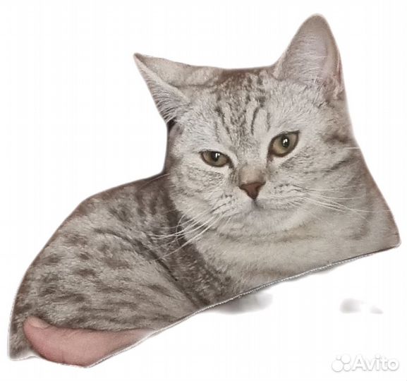 Продам шотландских котят